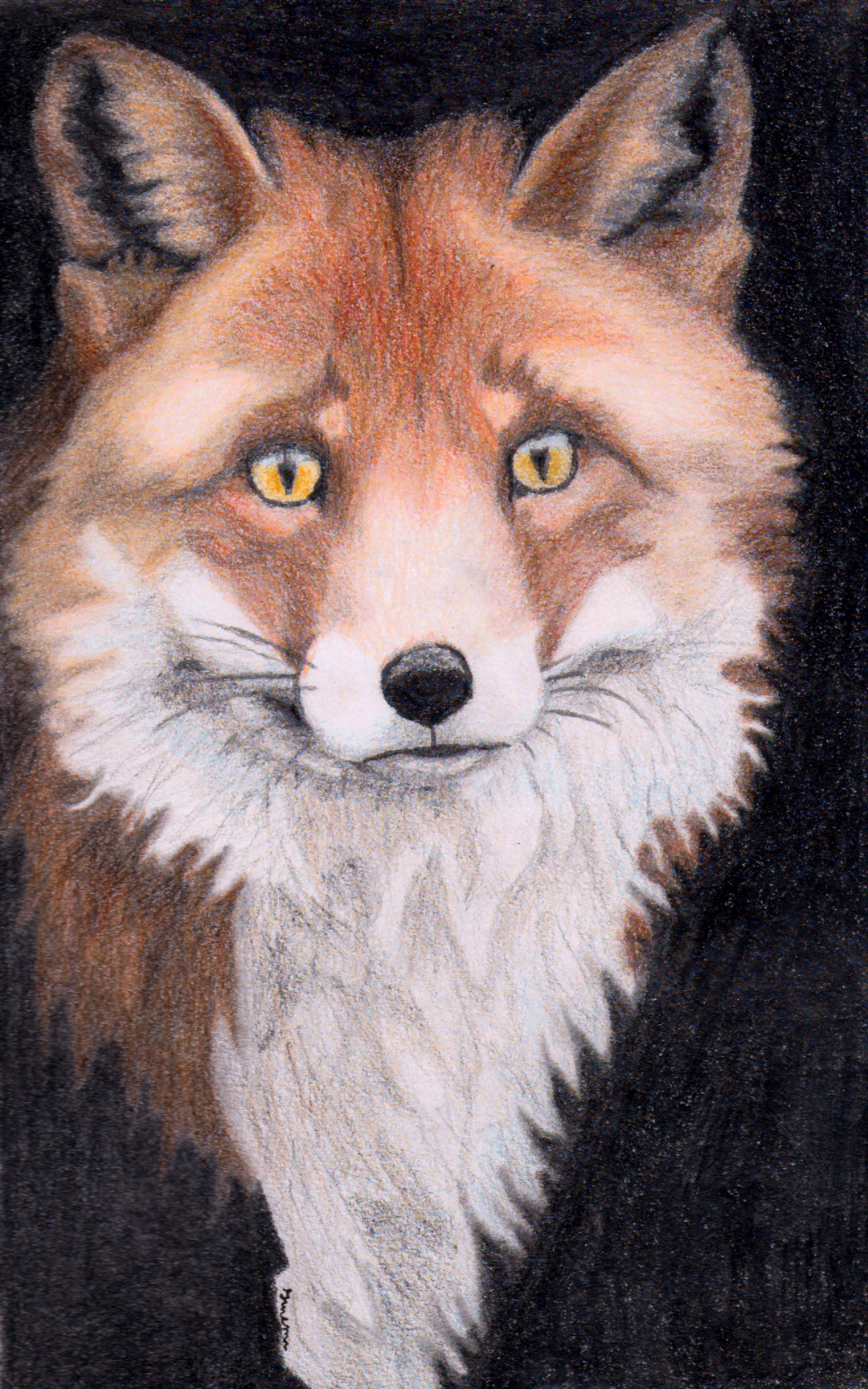Red Fox