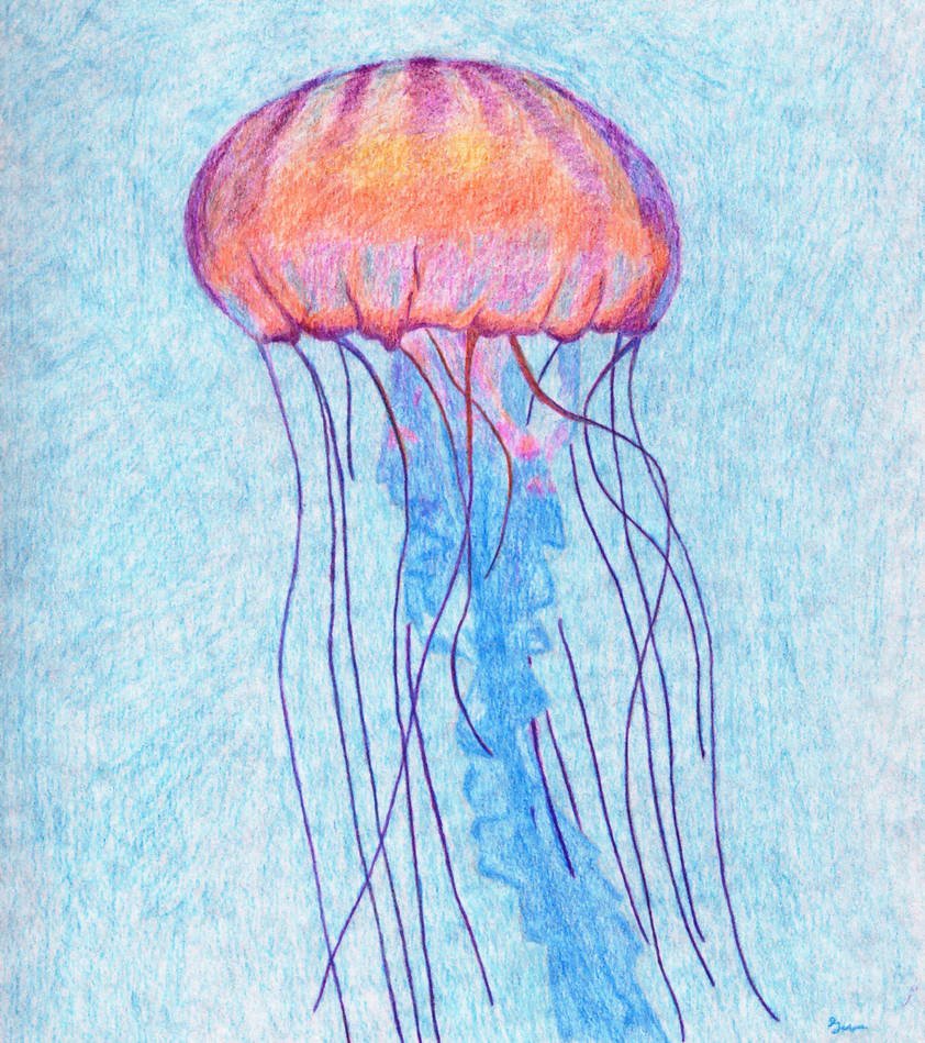 Jellyfish